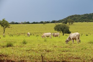 Embrapa lança recomendações para candidatos sobre os desafios do Agro Embrapa lança recomendações para candidatos sobre os desafios do Agro